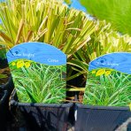 Ostrica previsnutá (Carex dolichostachya) ‘SILVER SCEPTRE’ - kont. P9